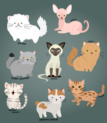 Cat vector set