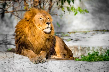 Photo sur Plexiglas Lion lion sur une pierre