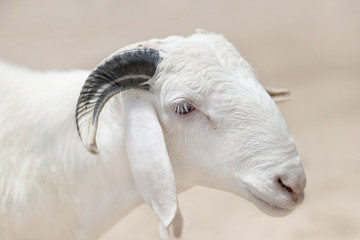 Sahelian Ram with a white coat