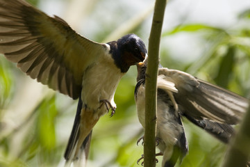 Swallow feeding baby bird