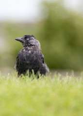 Jackdaw