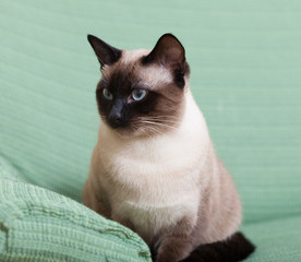 cute kitten