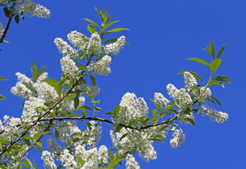 Bird cherry in the spring