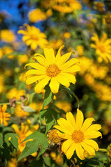 Mexican sunflower in Thailand