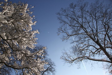 Bäume in der Wintersonne vor blauem Himmel