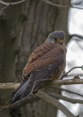 Kestrel, St. Anne's Park, Dublin