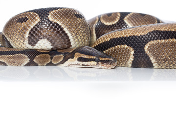 Schlange, Python, Königspython