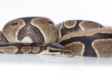 Schlange, Python, Königspython,