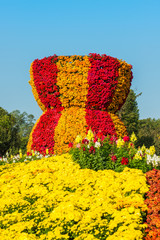 Autumn bright colored chrysanthemum and many flowers