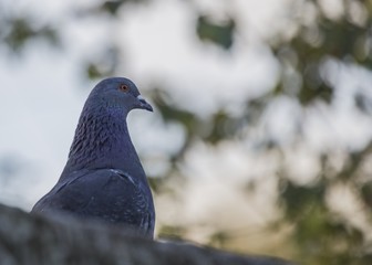 Pigeon