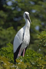 Storch, Ranganthittu Bird Sanctuary