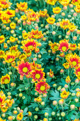Autumn bright colored chrysanthemum flowers as background