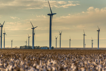renewable energy - wind turbines with cotton fields in the foreg © Casey E Martin