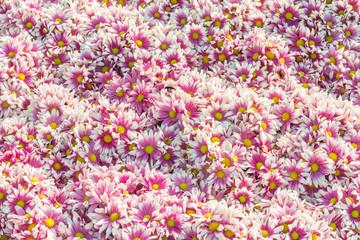 Autumn bright colored chrysanthemum flowers as background
