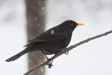 Amsel