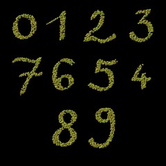Numbers of raw green coffee beans template