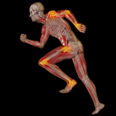 3D human man anatomy with articular pain