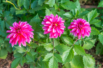 Beautiful pink dahlia flowers background