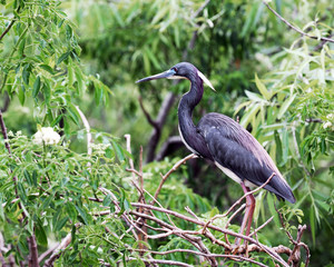 Tricolor Heron Profiled