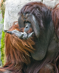 Orangutan Feeding His Face
