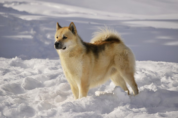 Chien Spitz du Groenland dans la neige