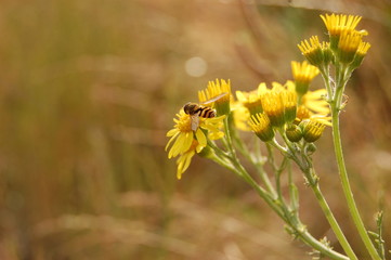 Biene an Feldblume