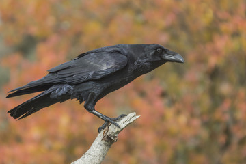 Corvus corax © fsanchex