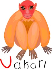 Orange monkey