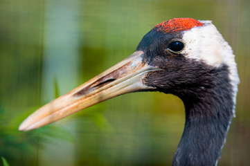 Beautiful bird sitting on a branch