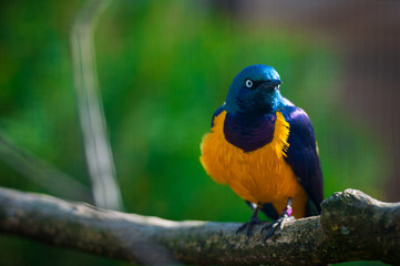 Beautiful bird sitting on a branch