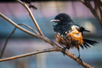 Beautiful bird sitting on a branch