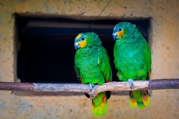 Colourful parrot bird sitting on the perch