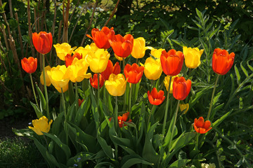 Tulpen