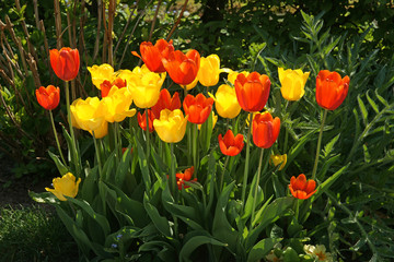 Tulpen