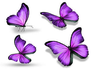 Four butterflies, isolated on white background