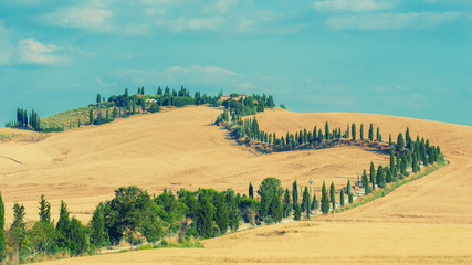 The old cypress road to the farm between fields in Tuscany, Ital