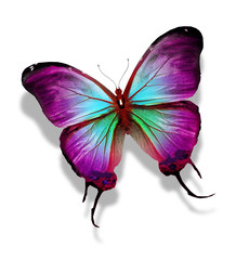 Blue butterfly , isolated on white