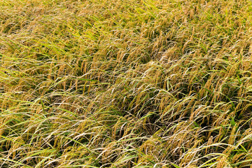 Paddy rice farm