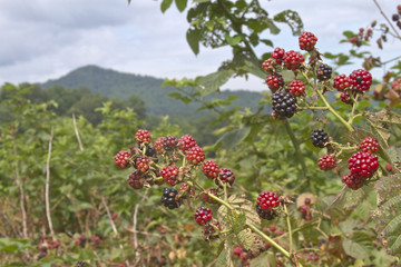 Blackberry Summer in the Mountains