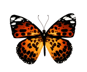 Obraz na płótnie Canvas Color butterfly , isolated on white background
