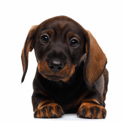 Dachshund puppy