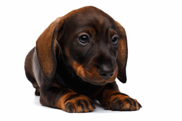 Dachshund puppy