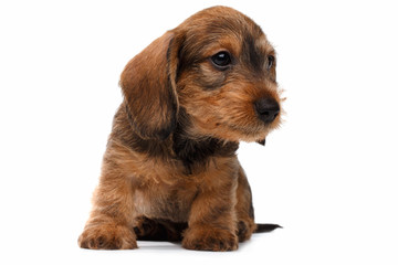 Dachshund puppy