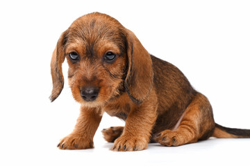 Dachshund puppy