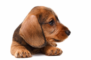 Dachshund puppy