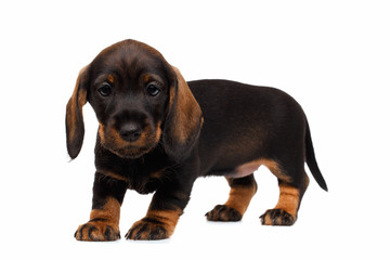 Obraz premium Dachshund puppy
