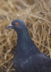 Pigeon Portrait
