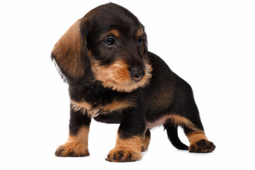 Dachshund puppy