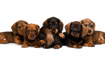 Dachshund puppies