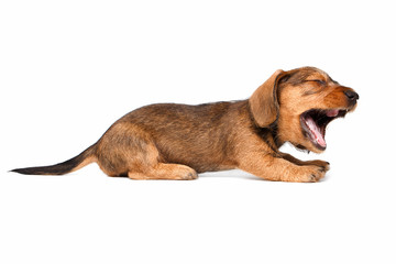 Dachshund puppy